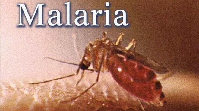 Green Berets Stop Taking Malaria Medications Due To Brain Damage Risk 