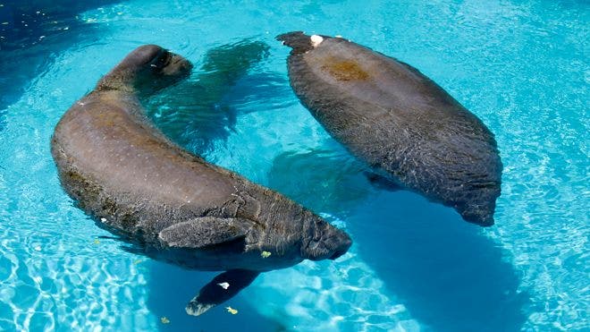 Florida Manatees Back From The Brink Of Extinction Face New Challenge