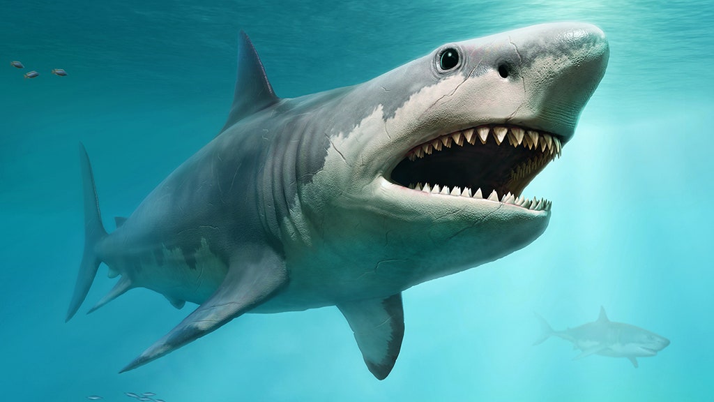 New details revealed about Megalodon’s shocking size: they ate their siblings in the womb