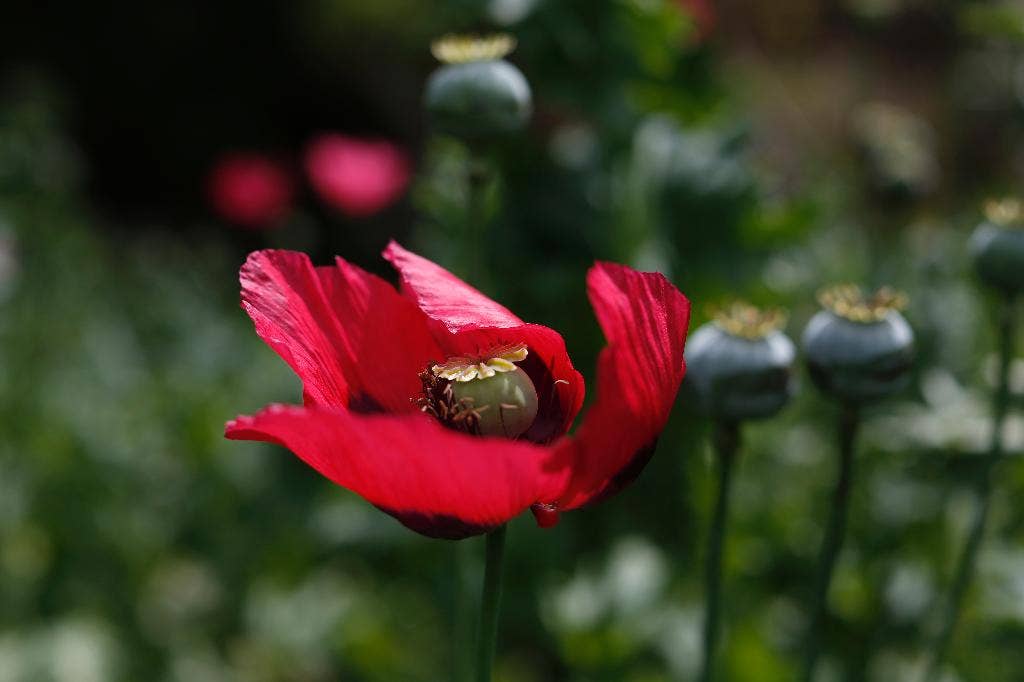 Para petani opium di Meksiko mengatakan mereka tidak punya pilihan selain menanam lebih banyak hektar untuk memenuhi permintaan heroin AS