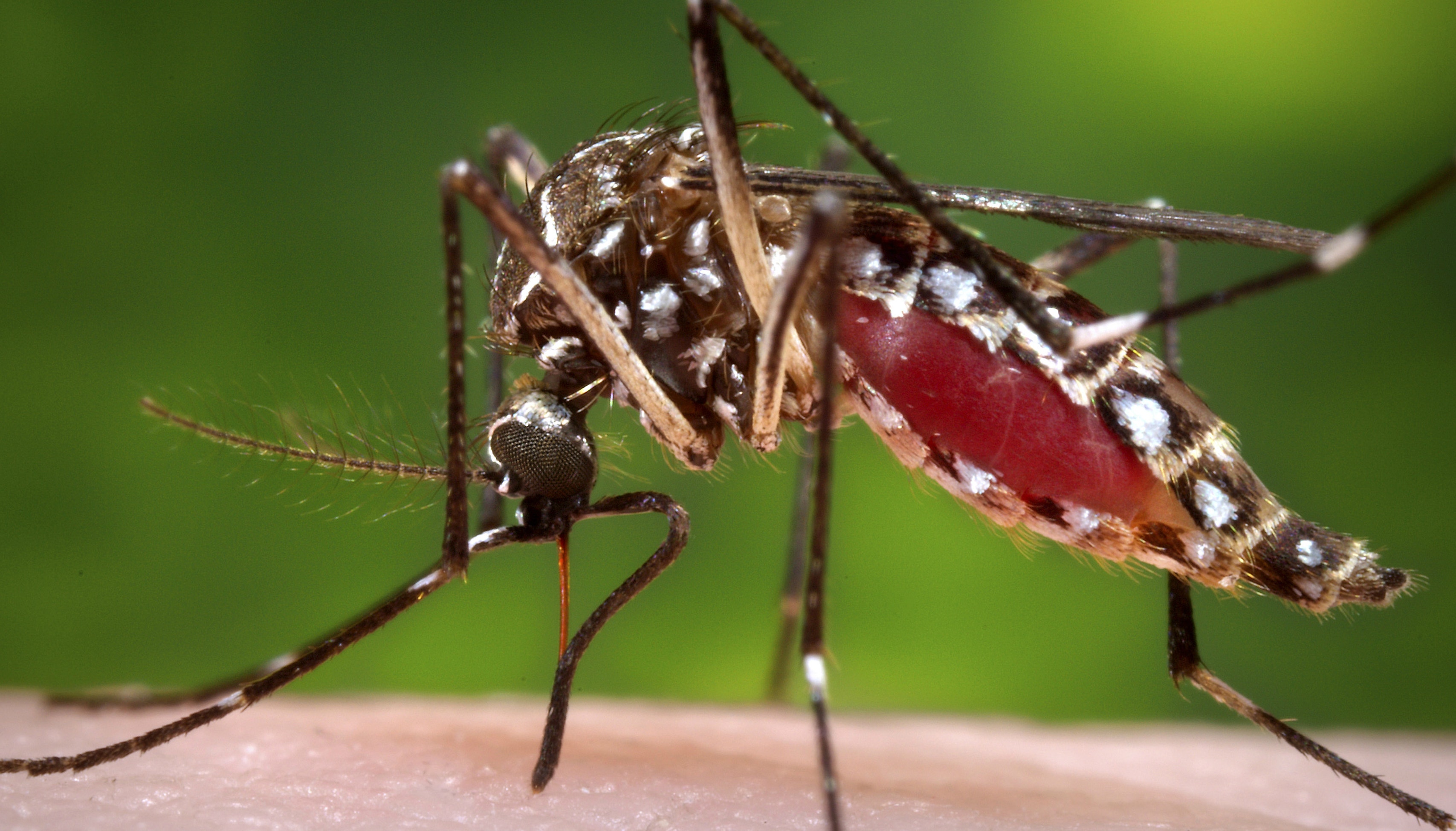 More States Report Cases Of Mosquito Borne Chikungunya Virus Fox News