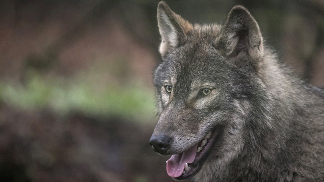 Spain's lone wolf: Madrid parents not allowed to name newborn son 'Lobo ...