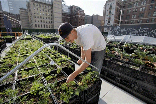 Nov. 15, 2011: Zach Pickens, of Brooklyn, N.Y., manager of Riverpark Farm, tends to his crops in New York.