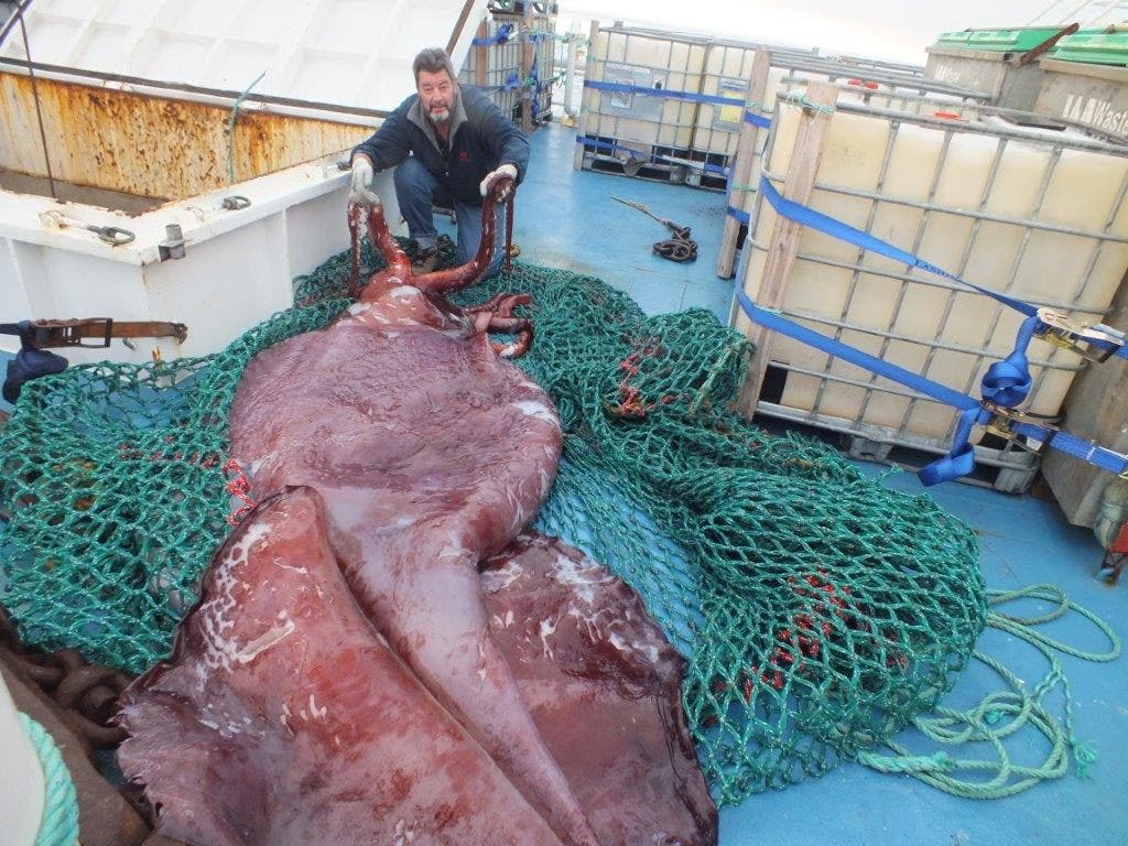 Как выглядит кальмар картинки Kraken good show: New Zealand researchers' exam of rarely seen colossal squid dr