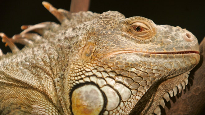 Cold-Blooded But Hot For Dinner: With Food Shortages Looming, Nicaragua ...