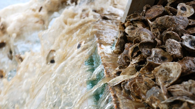 Acidic Chesapeake Bay Water could threaten oysters