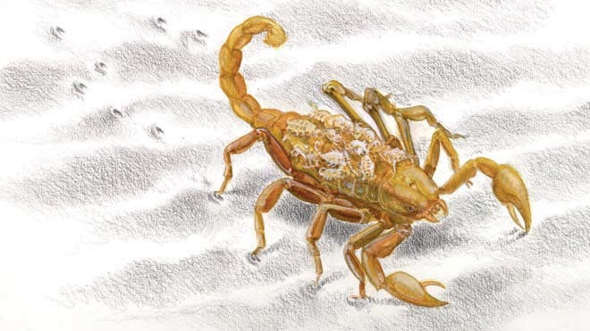 World's oldest scorpion found