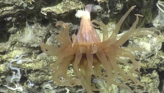 Huge underwater canyon is home to amazing deep-sea creatures