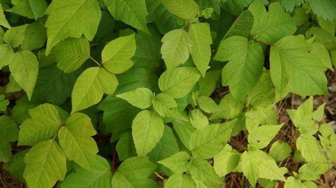 Poisonous plants to watch out for | Fox News