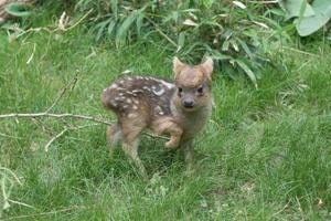 New York Zoo Welcomes Tiny Deer Fawn | Fox News