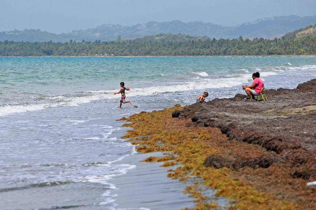 Seaweed invasion stinking up beaches in the Caribbean Fox News