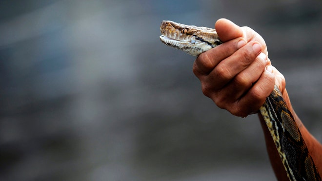 New Jersey man finds pythons in yard twice in 4 days | Fox News