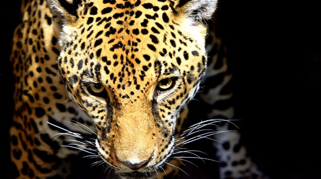 Jaguar injures man at Florida zoo