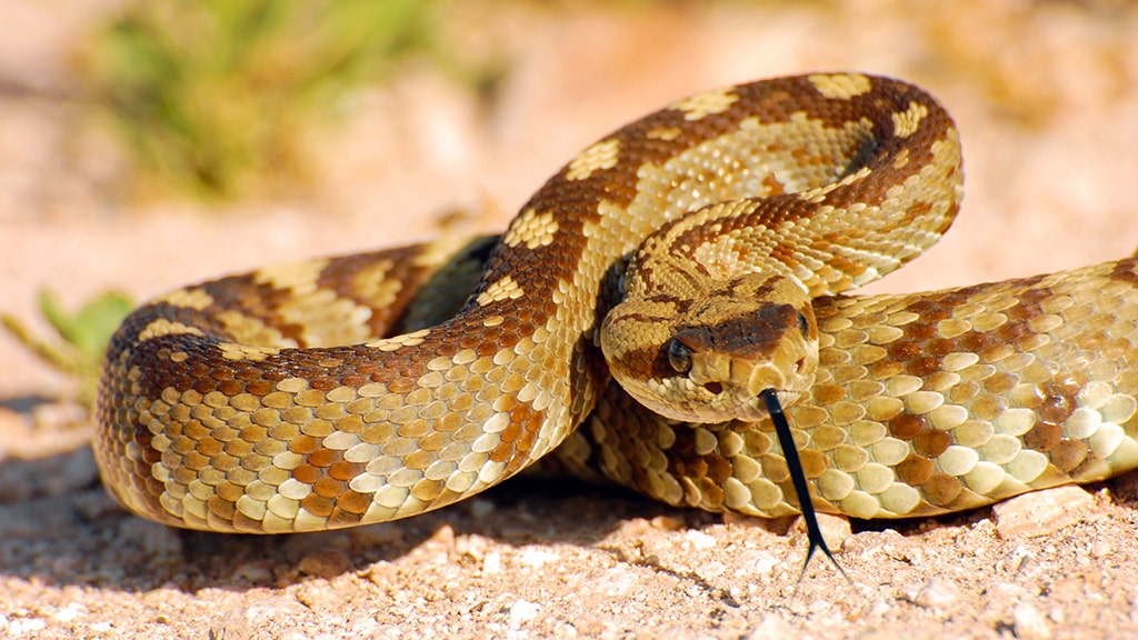 Severed rattlesnake head bites Texas man, nearly kills him Fox News