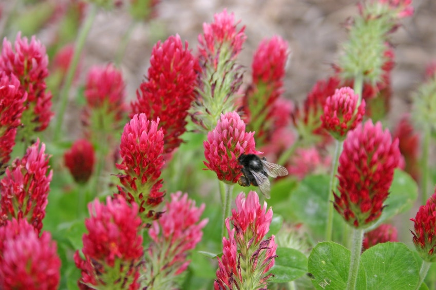 Red clover A powerful herb with strong healing properties Fox News