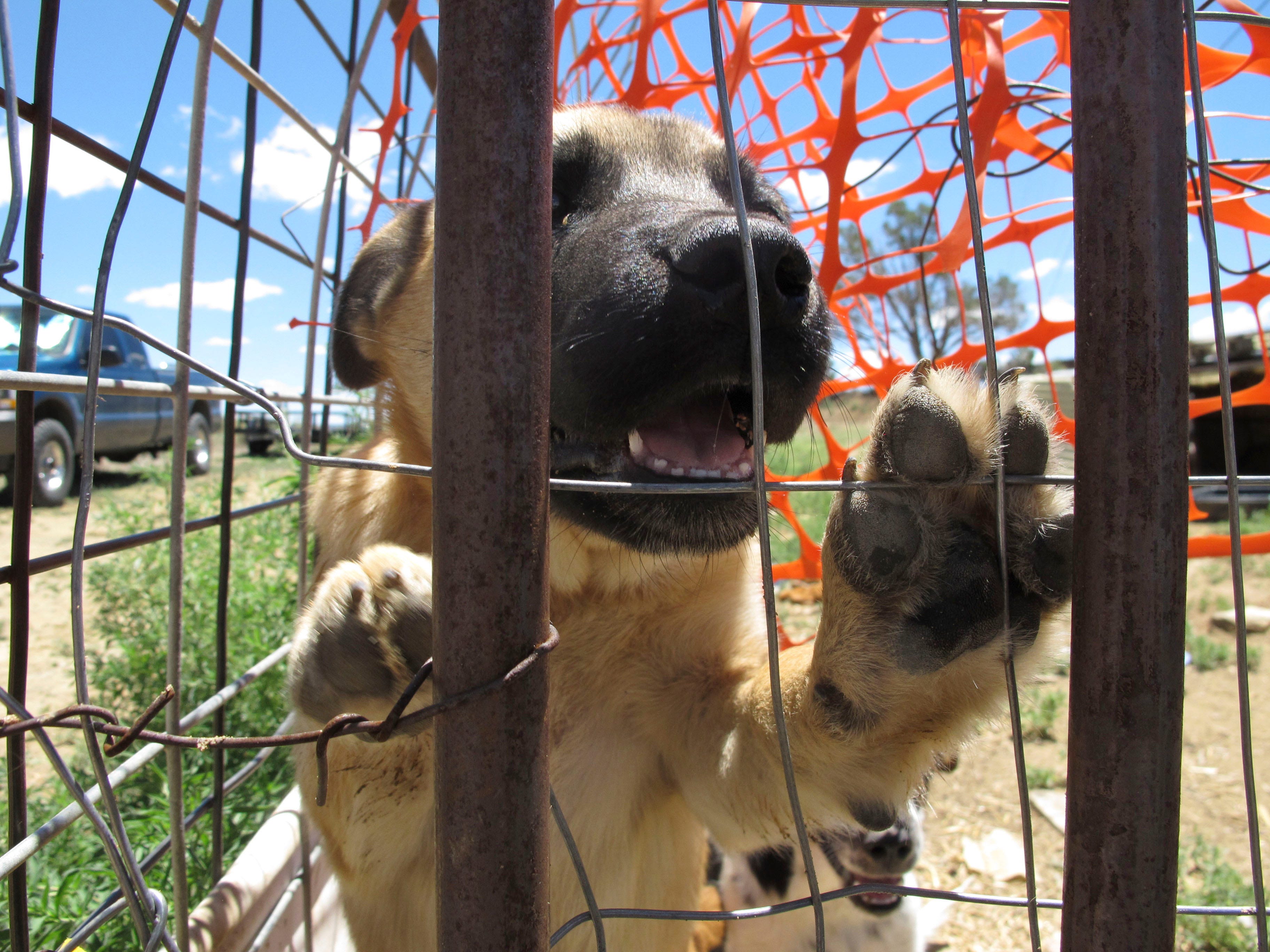 Mexican Town Slammed for Offering Tax Exemption for Euthanizing Dogs