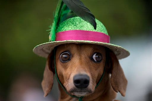 Carnival For Puppies: Rio’s Dogs Get A Parade