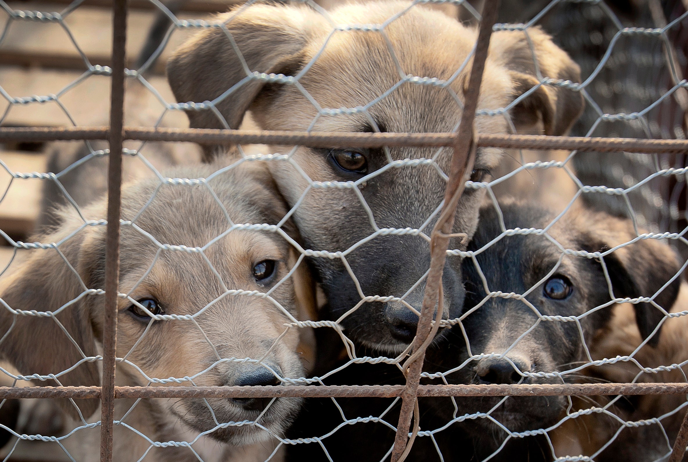 Romanian Parliament Votes to Euthanize Stray Dogs | Fox News