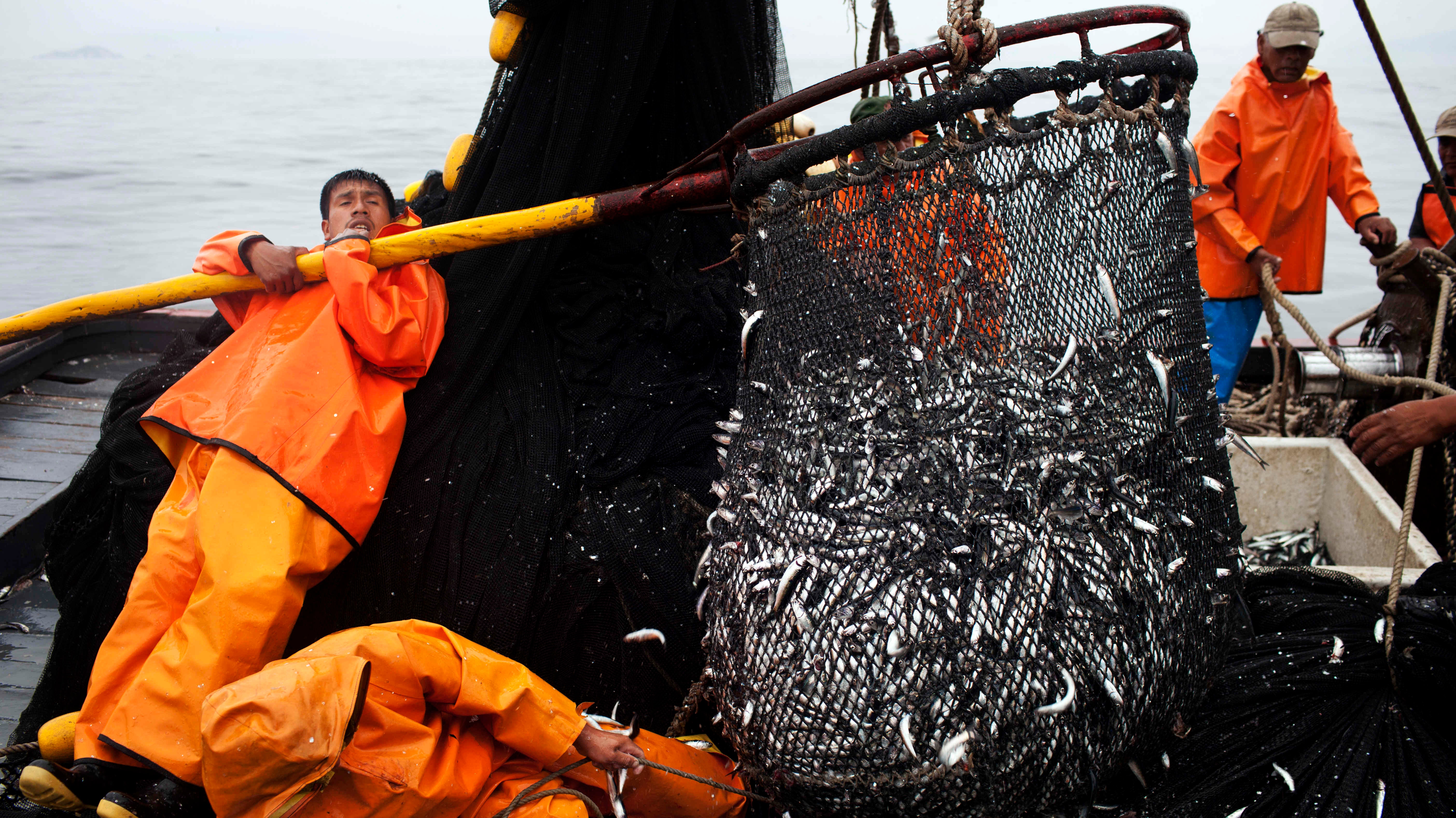 Промыслы в океане. Рыболовство. Добыча рыбы. Ловля рыбы в океане. Промышленное рыболовство.
