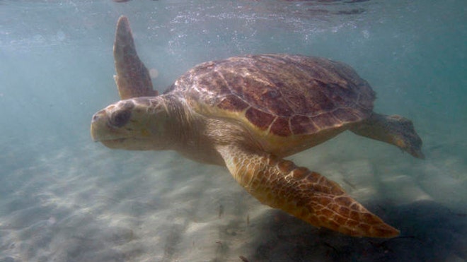 Dozens of Sea Turtles Wash Ashore In Guatemala Beaches | Fox News