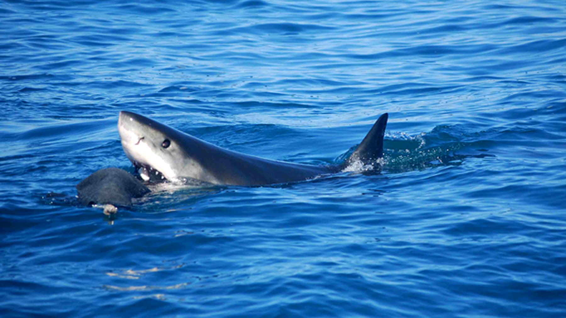 census-finds-just-219-great-white-sharks-off-california-coast-fox-news