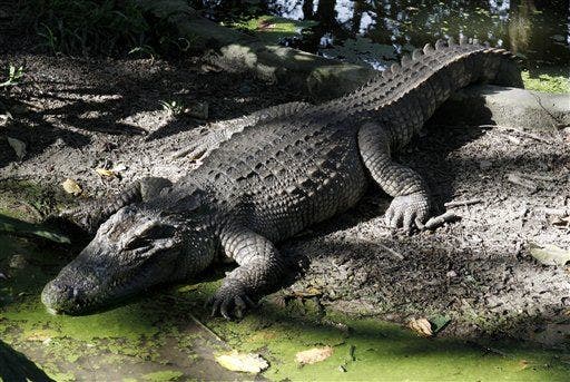 Crocodiles are able to climb trees, study reveals | Fox News