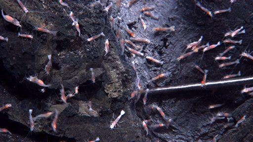 Study: This is where the first life on Earth began | Fox News