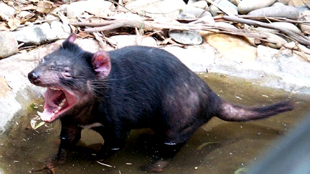 Can Science Save the Tasmanian Devil? | Fox News