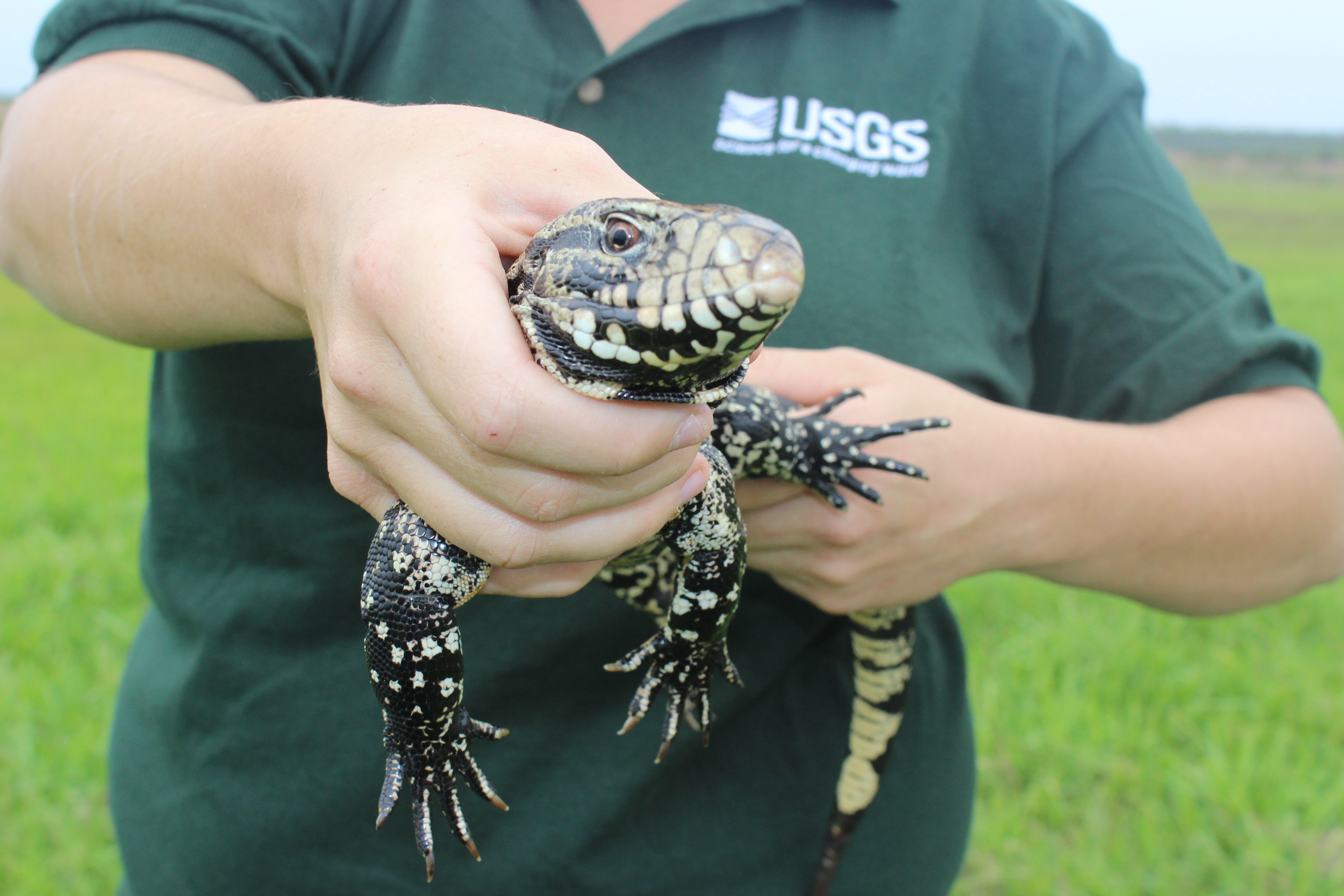 Invasive lizards multiplying in Greater Victoria have now reportedly been  sighted on Southern Gulf Islands