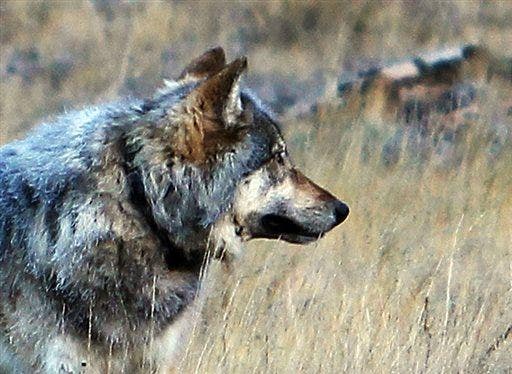 'Tragedy': Hunter Accidentally Killed Famed 'Grand Canyon' Gray Wolf ...