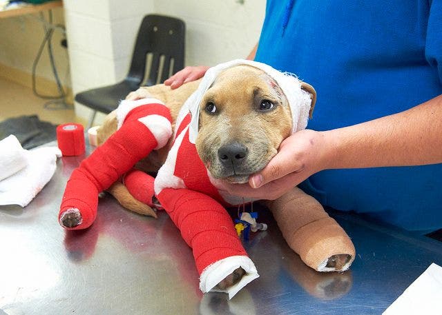 Reward offered in case of pitbull puppy 'Trooper' dragged along ...