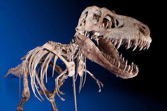 Complete Tyrannosaurus Skeleton To Be Auctioned Fox News