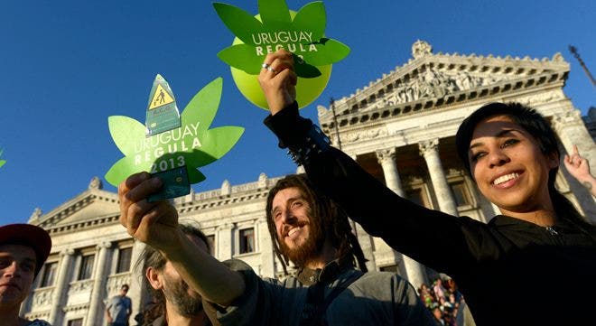 Ganja yang Dilegalkan Di Uruguay; Negara pertama yang menciptakan pasar pot nasional