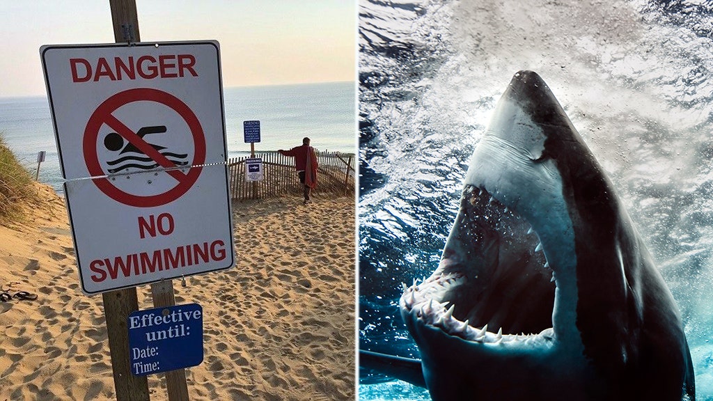 Great White Shark Suspected In Cape Cod Beach Attack | Fox News