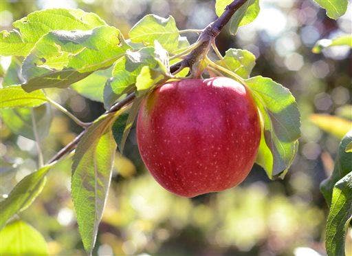 Boost Your Health and Taste Buds with These 5 Amazing Fall Food Choices, Including Apple a Day!