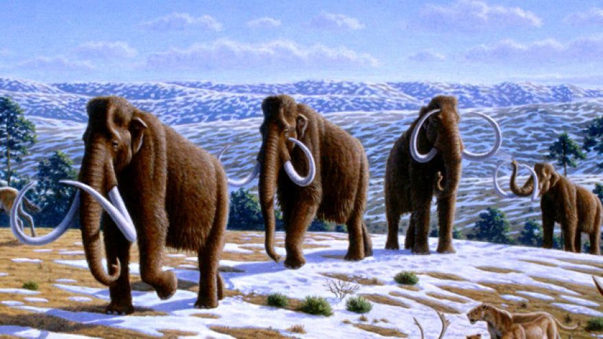 Woolly mammoths had a horrible and miserable end, study says