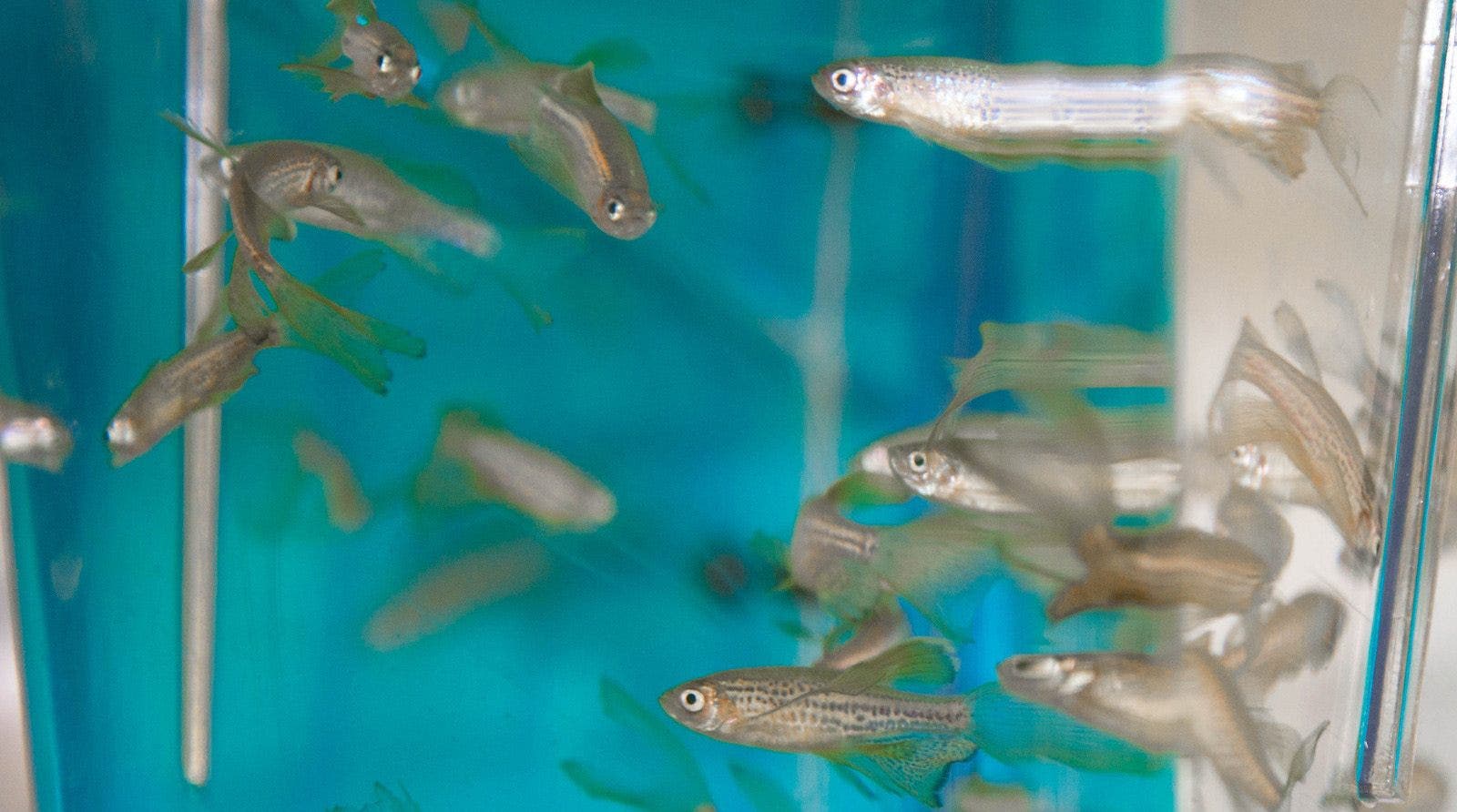 Researchers discover potential epilepsy drug using zebrafish | Fox News