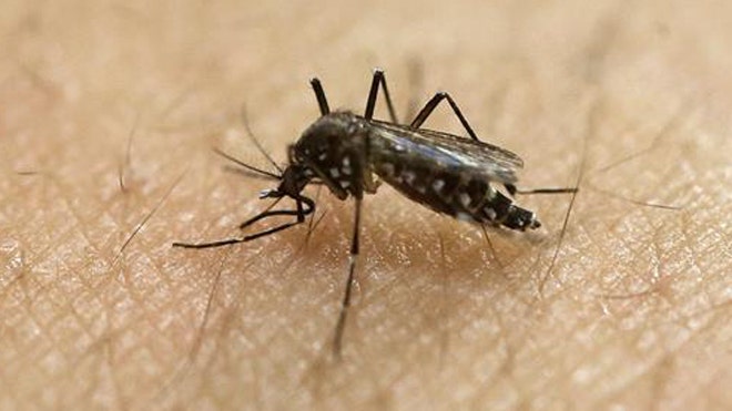 Colombian Health Officials Declare End Of Zika Epidemic In The Country Fox News 7090
