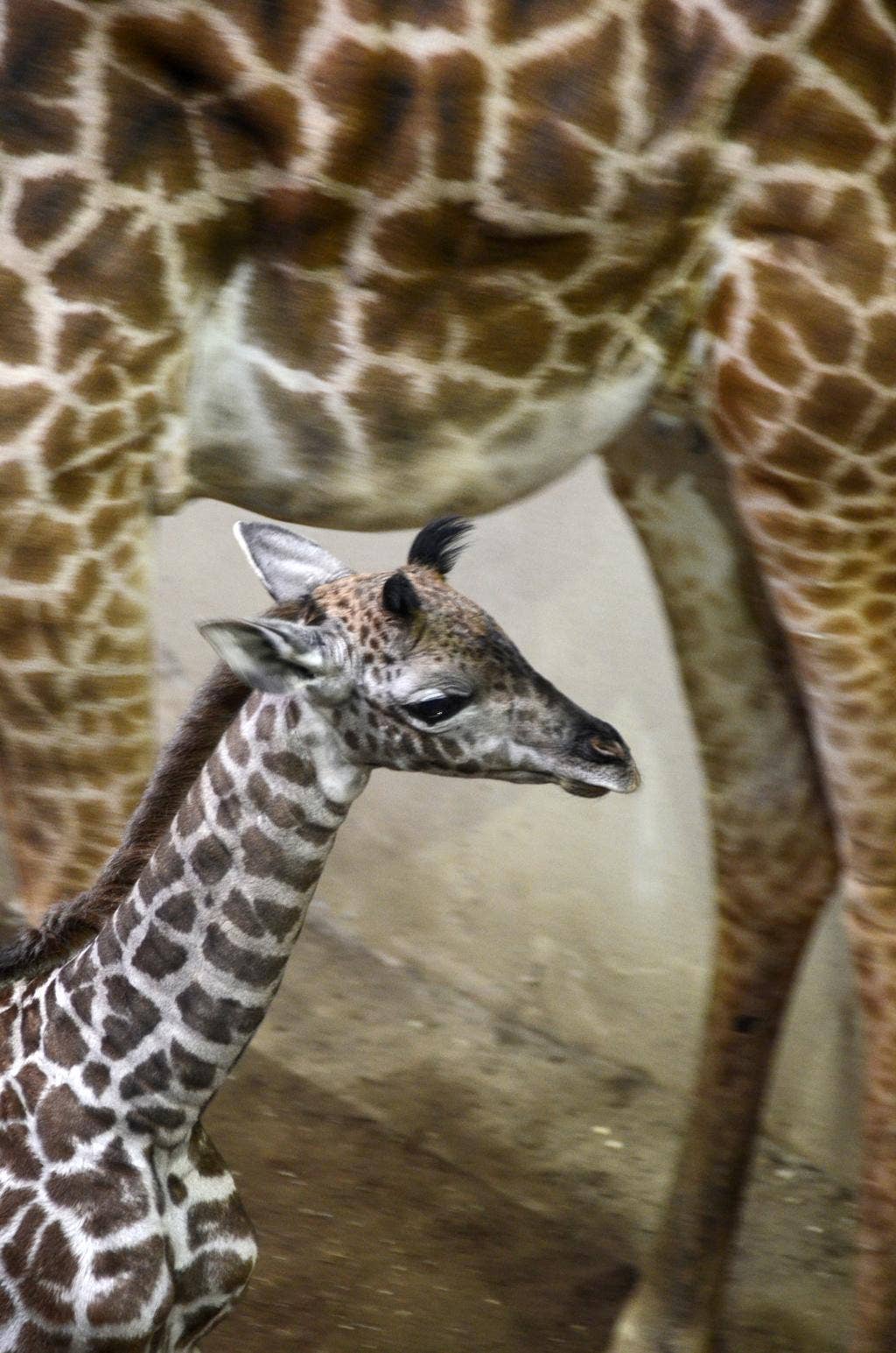 Buttercup the baby giraffe makes public debut at Santa Barbara Zoo ...