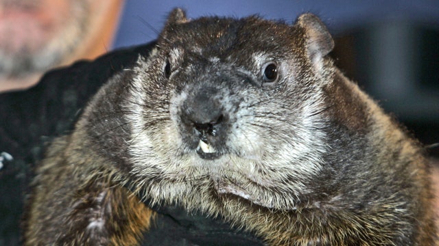 Punxsutawney Phil: The Groundhog Behind the Myth | Fox News