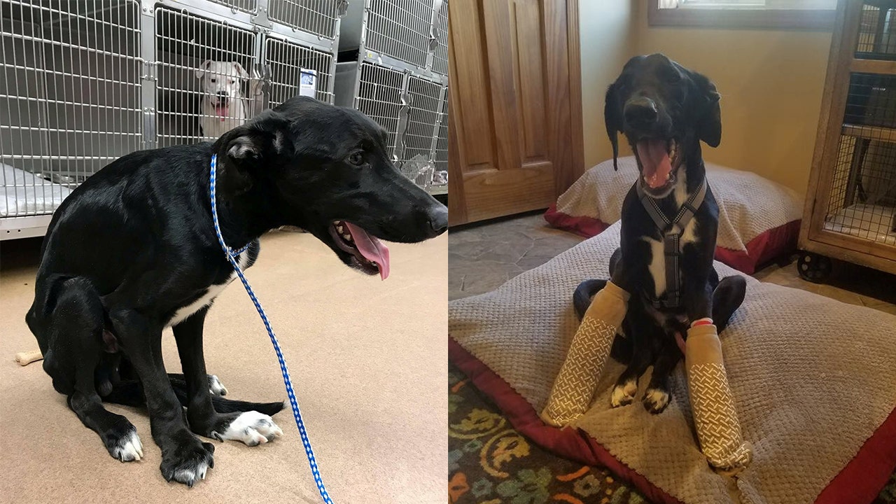 Abused dog unable to walk after being kept in small cage looking for