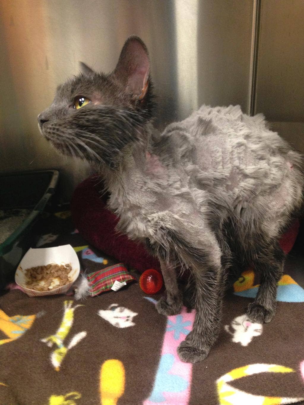 Cat found tied up, doused with gas and placed in trash bag Fox News