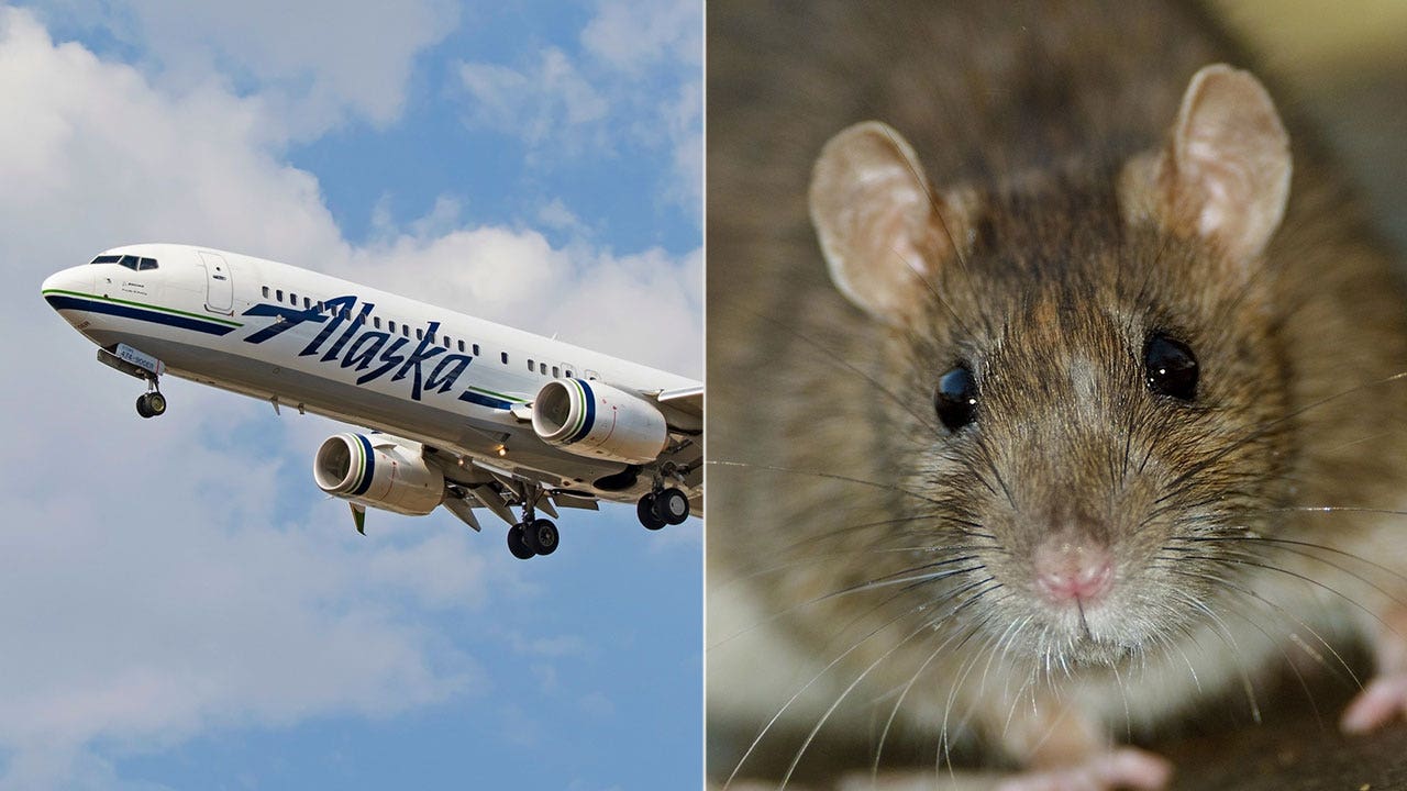 Oh, rats! Flight gets canceled after rat is seen boarding the plane Fox News