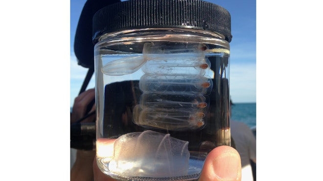 'Aliens of sea' offer new insight into evolution