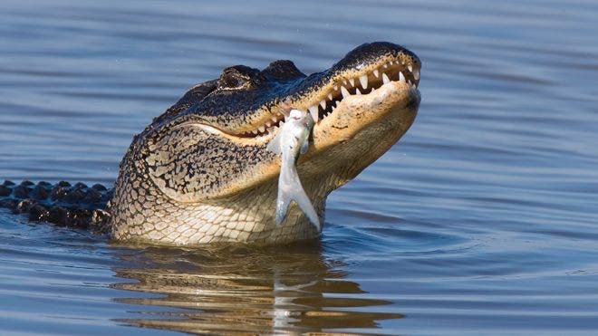 Alligator hunting gone wild, thanks to reality TV shows | Fox News