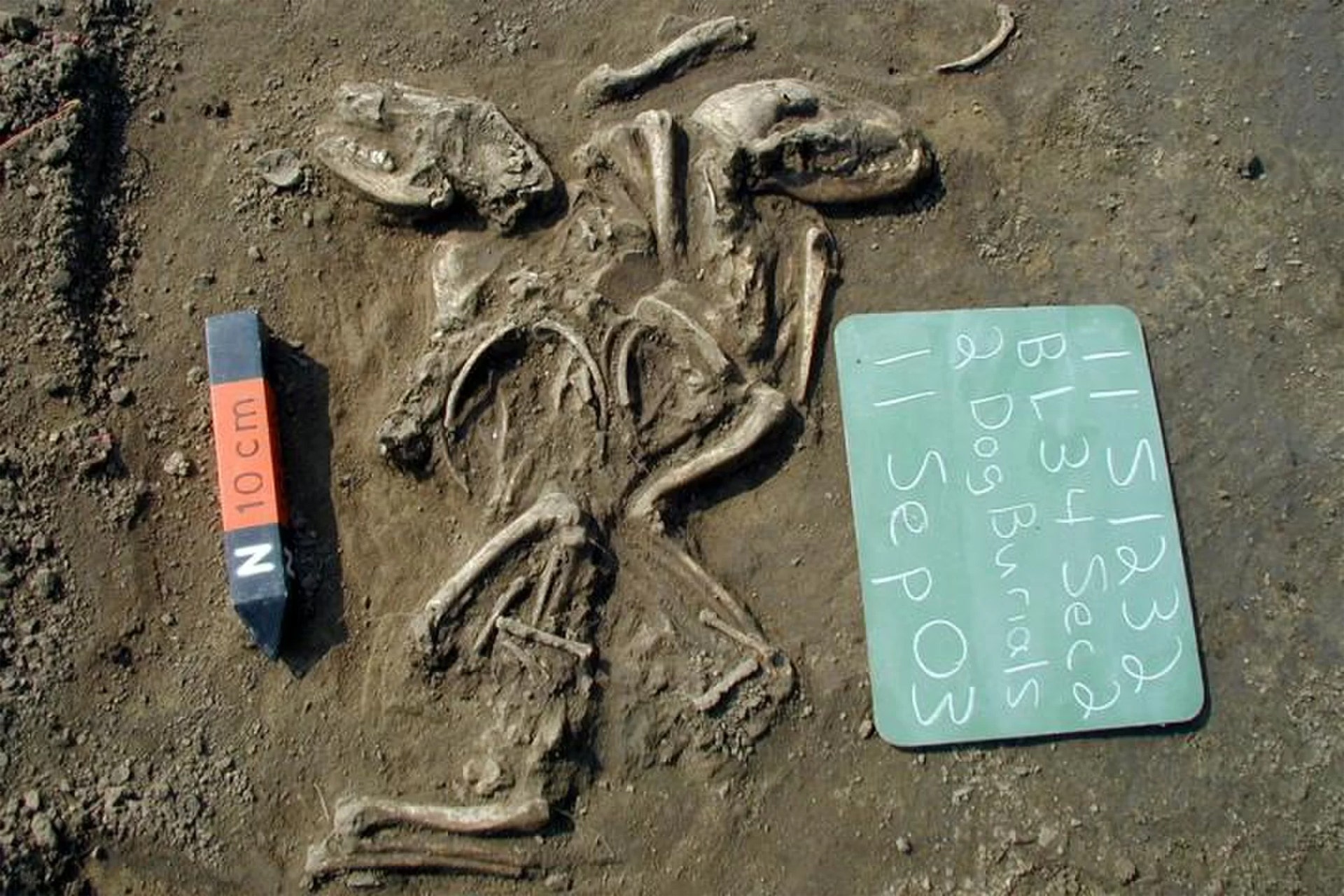 Native dogs of the Americas were wiped out by European colonization