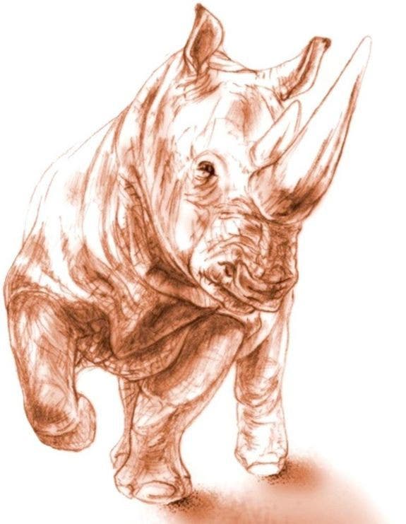 rhinoceros symbolism