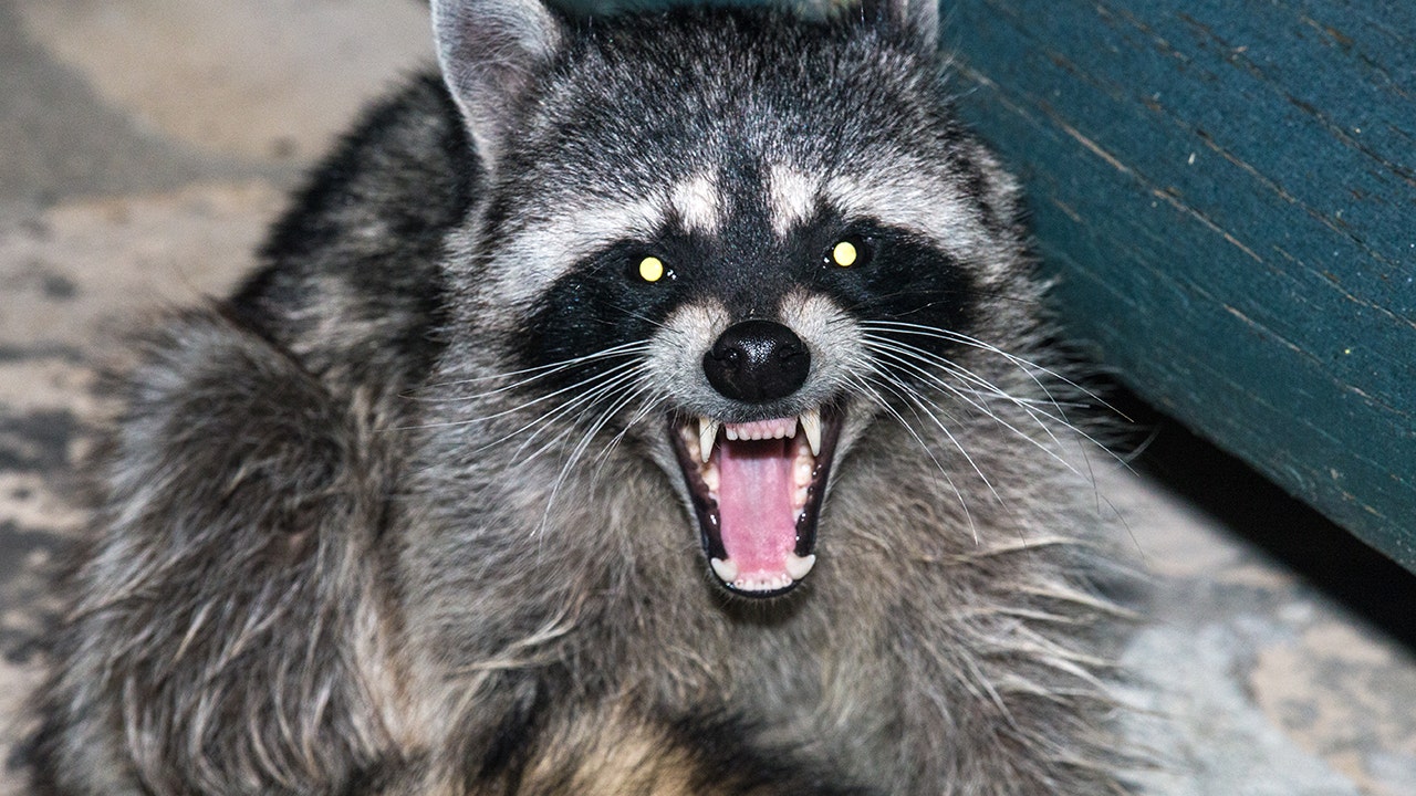 Violent Raccoon Tattoo