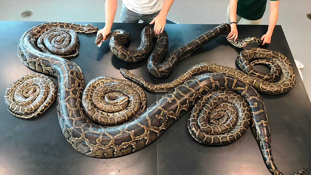 Snake sex party discovered after Florida python implanted with tracking ...