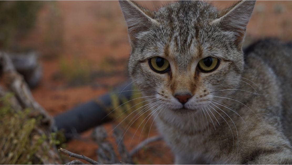 Австралийская кошка фото